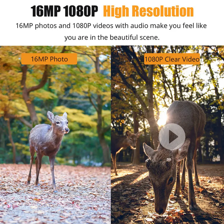1080P Night Vision Trail Camera with Motion Detection