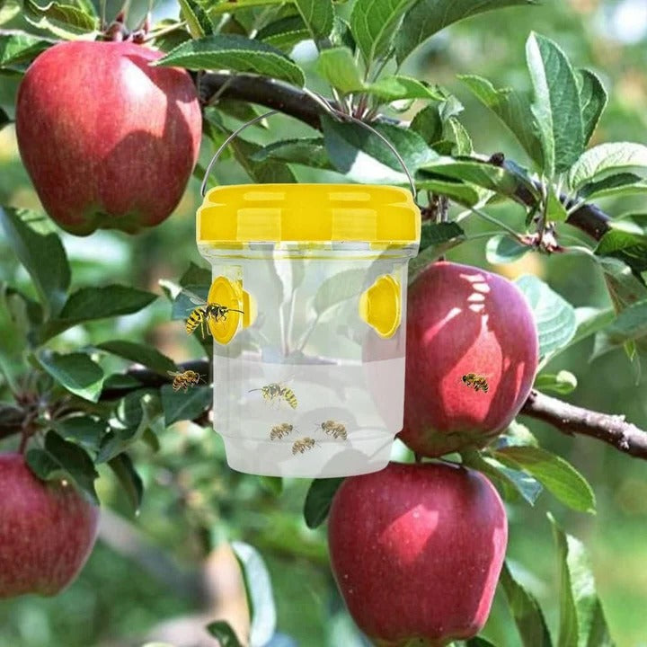 Insect Fruit Fly Traps