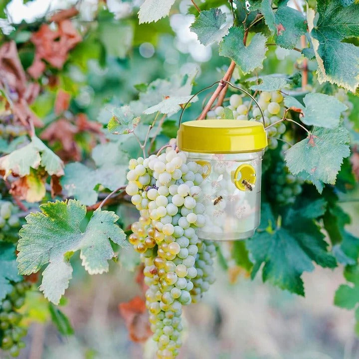 Insect Fruit Fly Traps