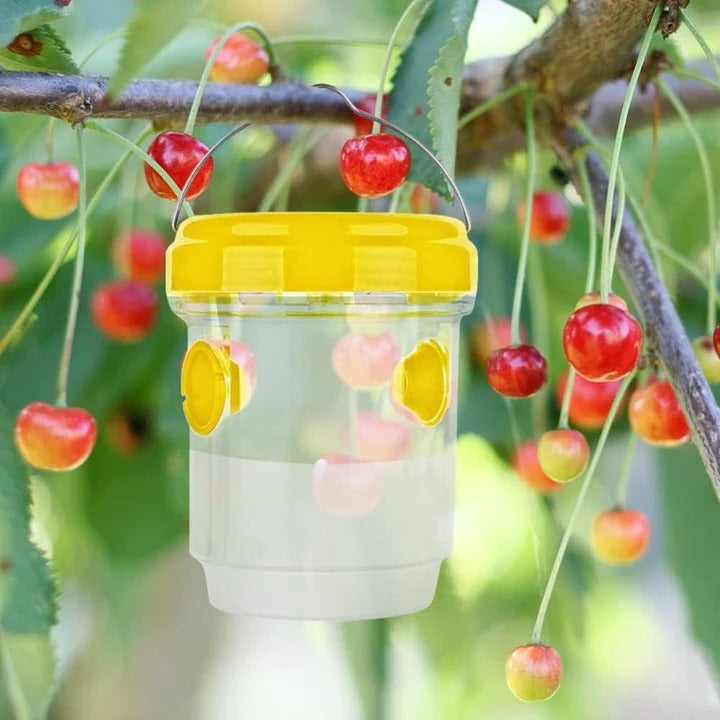 Insect Fruit Fly Traps