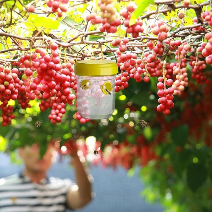 Insect Fruit Fly Traps