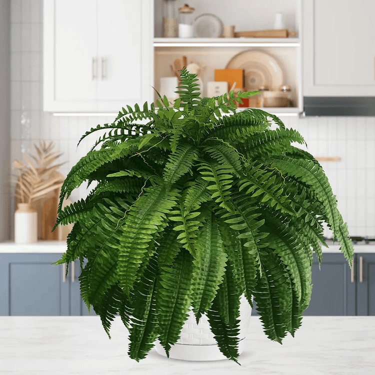 Artificial Boston Fern Set with UV Resistant Polyethylene and Realistic Fronds, 18 Ferns Pack